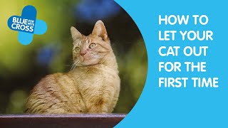 How To Let Your Cat Out For The First Time | Blue Cross