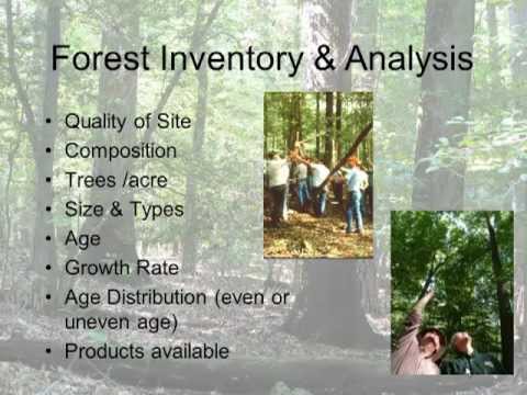 Understanding Silviculture Youtube