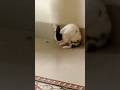 adorable bunny # bunny video # funny video # short video # YouTube shorts