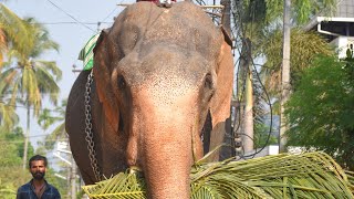 |Elephant Ootoli Gajendran Short Video|ഊട്ടോളി ഗജേന്ദ്രൻ