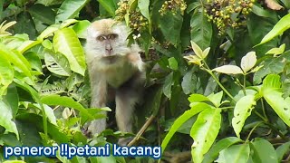 !! BERBURU, tenbak monyet penjarah tanaman kacang