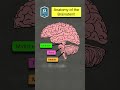 🔥 anatomy u0026 function of the brainstem in 60 seconds made easy labeled diagram