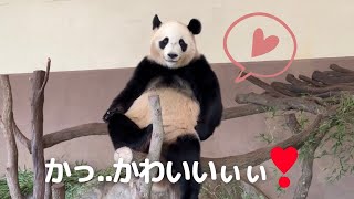 【楓浜】けしからん可愛さのファンサタイムきたぁ😍アイドル子パンダ🐼