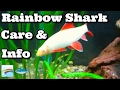 Albino Rainbow Shark Care & Information