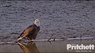 SWFL Eagles ~ M15 Visits The Pond!  💕 💞 💕 So Good To See Him Today! 1.31.25