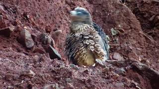 Young peregrine ventures from nest