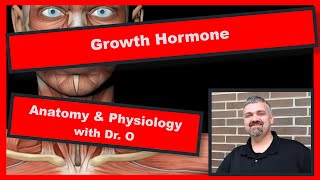 Growth Hormone:  Anatomy and Physiology