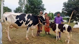 @আজ ১২/৭/২৪ | উন্নত জাতের দুধের গাভী ও বাছুর গরুর দাম | রানীগঞ্জ হাট |দিনাজপুর