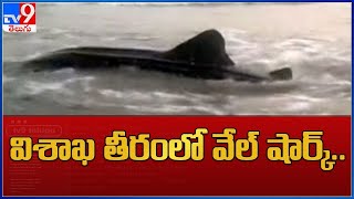 విశాఖ తీరంలో వేల్‌ షార్క్‌.. : Visakhapatnam - TV9