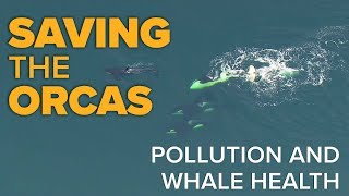Saving the Orcas: Pollution and Whale Health