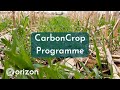 CarbonCrop Programme