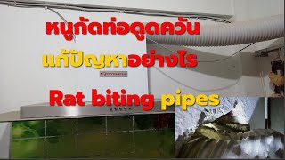 หนูกัดท่อดูดควันแก้ปัญหาอย่างไร ,Rats bite  hood pipes ,simple solution