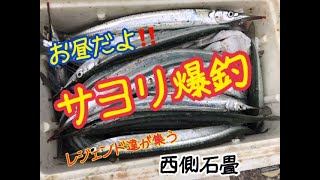 サヨリ爆釣の西側石畳！チヌやグレも釣れてます♪fishingmax芦屋店