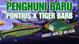 GABUNGIN IKAN TIGER BARB YANG AGRESIF DENGAN IKAN PONTIUS DI AKUARIUM BERSAMA IKAN LAIN