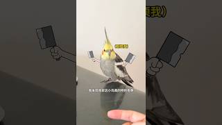 养了只有才又刚的鸟，是种怎么样的体验！ #玄凤鹦鹉 #cockatiel