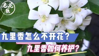 【老花医植物推荐】九里香怎么不开花？九里香如何养护？九里香养护教学！Tips and tricks for Orange Jessamine.