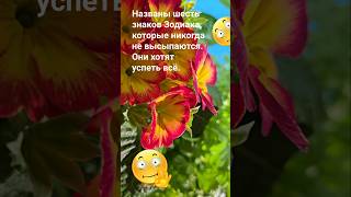 Названы шесть знаков Зодиака, которые никогда не высыпаются. Они хотят успеть всё.  / Эзотерика