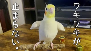 ワキワキが止まらないオカメインコ【たまちゃんねる】