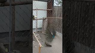 羽を開く瞬間のインドクジャク / Common Peafowl in Asahiyama Zoo.