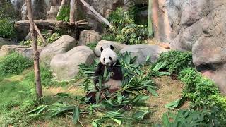 4K #香港海洋公園 #熊貓館 盈盈 樂樂 2020 Hong Kong Ocean Park #Panda