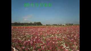 新社花海PICT0111.AVI