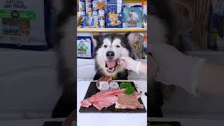 哈士奇可以吃生骨肉吗？狗狗可以吃生肉吗？#live #shorts #dog #huskies  ￼