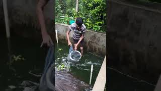 സിമൻ്റ് ടാങ്കിലെ വലിയ മീൻ Varal fish