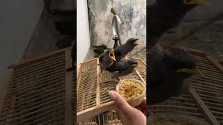 Main bareng burung🥳🥳🥳🥳 #vlog #burung #jalakkebo #fyp #viralvideo