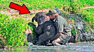 Man Rescues Drowning Baby Elephant, Then The Herd Does Something Unexpected