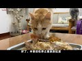 猫真的爱吃鱼吗，猫咪为什么会被鱼吸引呢？