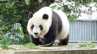 可愛い♥ タンタンがやぐらにのぼってニンジンを食べる姿♥ #かわいい #パンダ #神戸市 #王子動物園