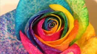 Rainbow Rose Coloring Process by rainbowrosecompany.com