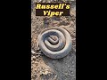 Russell's viper Rescue 🐍#snake#shorts#short#trending