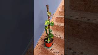 Philodendron Brasil Support on a Budget: Show Me Your Best (Twiggy) Ideas in the Comments!