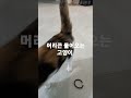 개같은 고양이