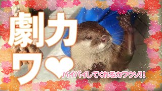 【必見！　コツメカワウソ】可愛い動物に会いに下田海中水族館へ！　バイバイしてくれるむっちゃカワイイコツメカワウソに会えました！