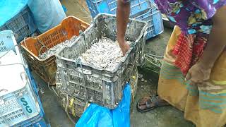 Amazing Fish Seller Market | Live Fish Sellers Market in Habiganj Bangladesh 2019