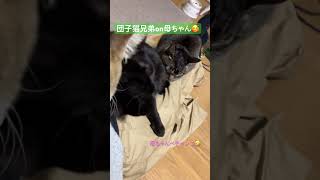 ビッグな猫が母ちゃんを潰す🤣けど母ちゃんは喜ぶ🥰#保護猫 #保護猫と暮らす #保護猫活動を応援します #cat #catlove#いじめ #いじめ防止#虐待#虐待防止