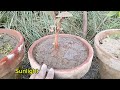 how to revive your garden podon ki growth kaise badhaye care tips winter season