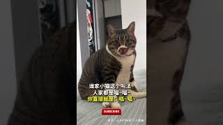 谁家小猫这个叫法~人家都是喵~喵~你直接就是：呱~呱~ #pets#cute #猫咪