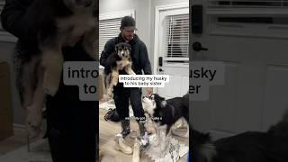 we got my husky a puppy! #husky #Puppy #DogVideos