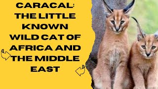 Conheça o Caracal: o lince-do-deserto com habilidades impressionantes de caça.