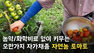 세상 다양한 자연농 토마토 | 농약없이 화학비료 없이 키우는 자가채종 토마토 | 토마토 어디까지 드셔보셨나요?