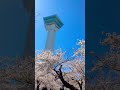 北海道函館五稜郭タワーと満開の🌸桜4月22日 shorts