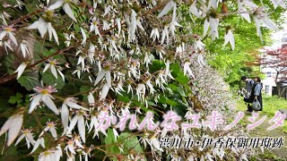 伊香保温泉で見られるかれんな花「ユキノシタ」伊香保御用邸跡で見頃