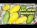 How To Ripen RAW MANGO At  Home | Ripen Mangoes At Home Easy | Ripen Sweet Delicious Mangoes