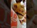 ベタ慣れハム🐹💕　 shorts ハムスター hamster ゴールデンハムスター hamsters 황금햄스터 햄스터