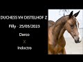 Nr 4 DUCHESS VH DISTELHOF Z (Darco x Indoctro)