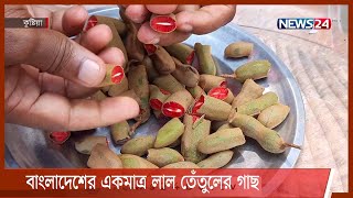 কুষ্টিয়ার হিজলাবট গ্রামে বাংলাদেশের একমাত্র লাল তেঁতুলের গাছ 19Oct.21