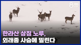 한라산 상징 노루, 외래종 사슴에 밀린다/JIBS /제주/2024.01.25